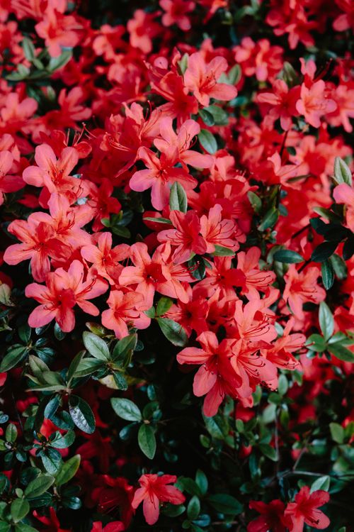 Free Close-up of vibrant red azalea flowers in full bloom, showcasing nature's beauty. Stock Photo