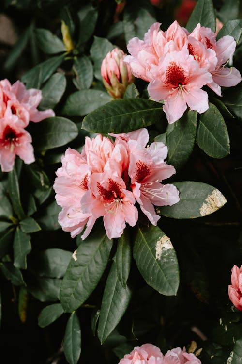 垂直拍攝, 杜鵑花, 特寫 的 免費圖庫相片