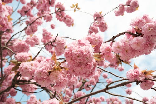 Immagine gratuita di avvicinamento, fiori di ciliegio, fiori rosa
