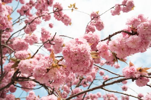Free Beautiful cherry blossoms flourishing in spring, highlighting delicate pink petals. Stock Photo