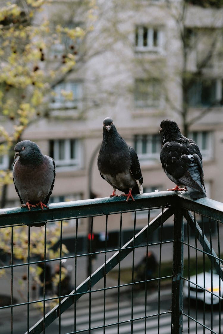 Pigeons Perched On Railing