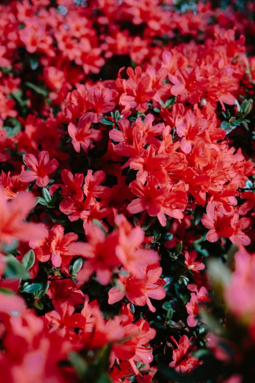 Free A close-up of beautiful blooming azaleas in vivid red, showcasing the essence of spring. Stock Photo