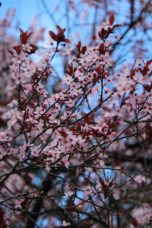 Pink Flowers on Tree Branch
