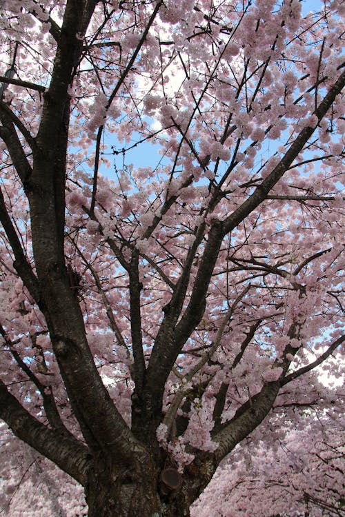 Photo of a Cherry Blossom 