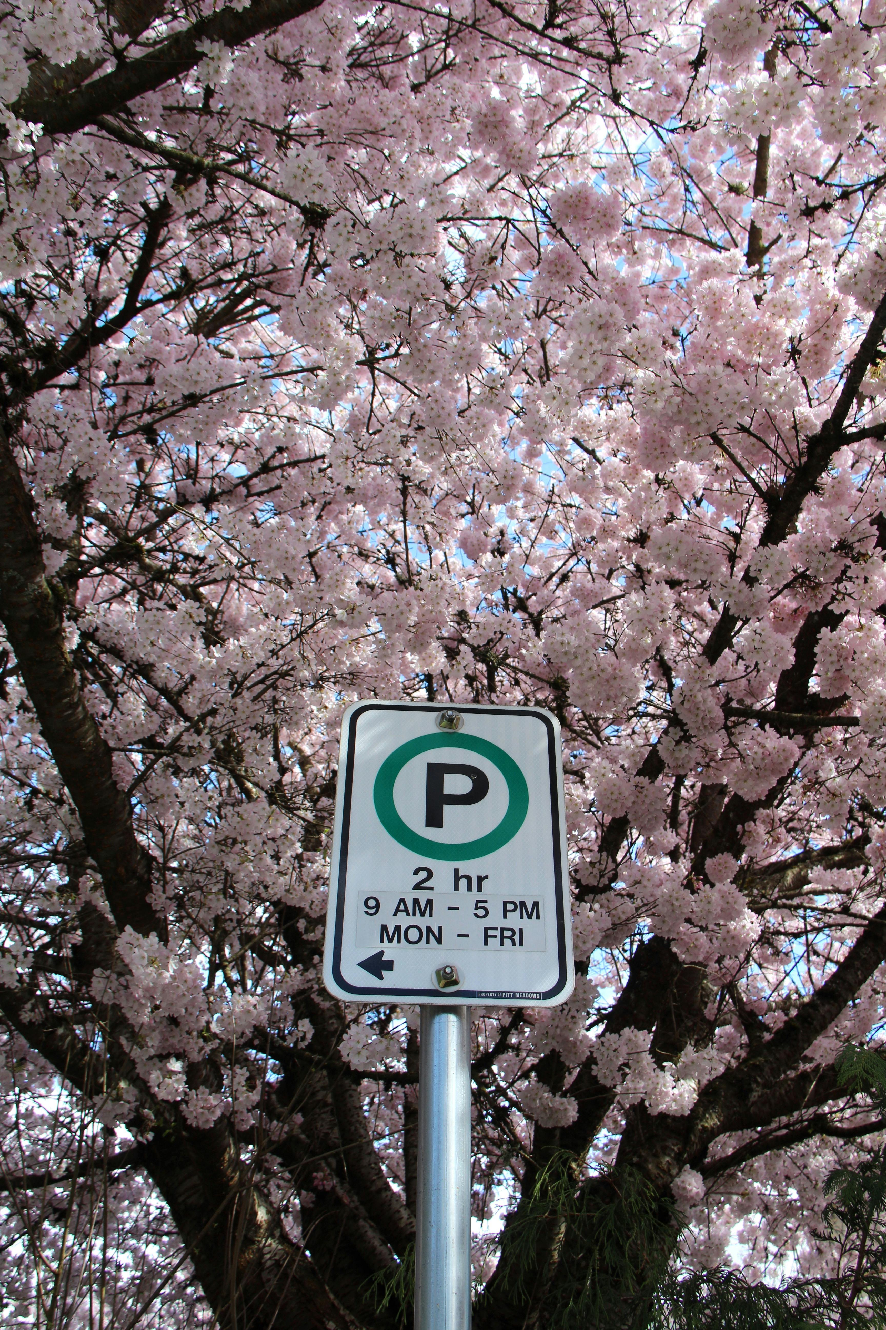 Pink cherry blossoms bloom around a parking sign in Pitt Meadows, BC.