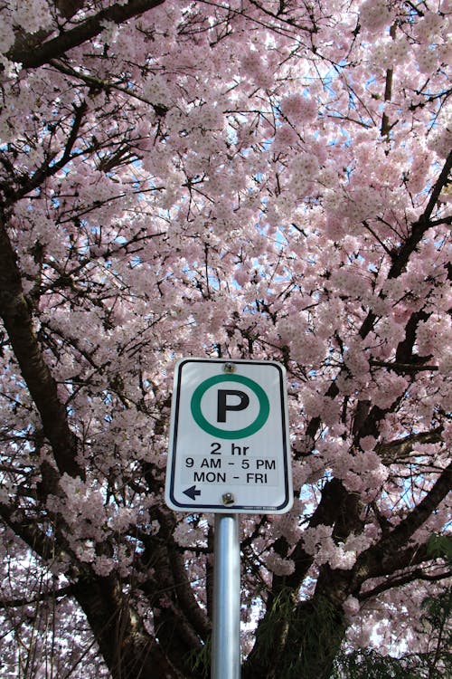 A Pink Cherry Blossom 