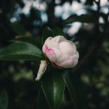 A close-up photograph of a white Camellia flower with green leaves, showcasing its delicate pink tip petals.（イメージ）