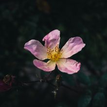 A pink dog rose in bloom — photo by Sonny Sixteen on Pexels