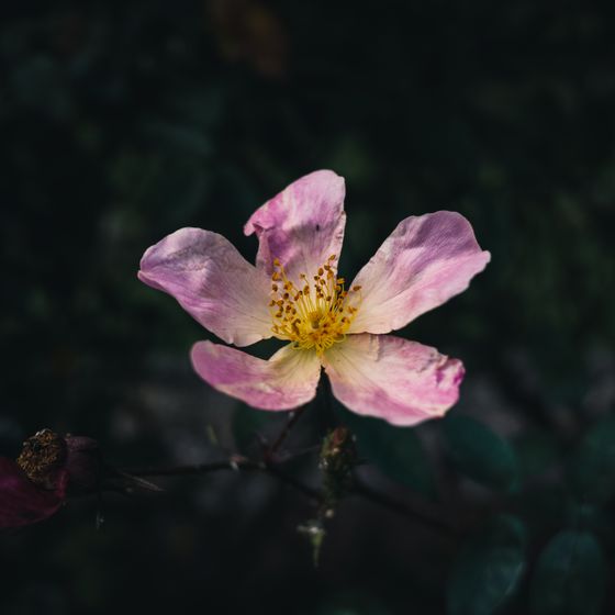 Pale pink wild rose against a dark ground, photo by Sonny Sixteen on Pexels