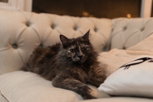 Fotobanka s bezplatnými fotkami na tému mačka, portrét domáceho miláčika