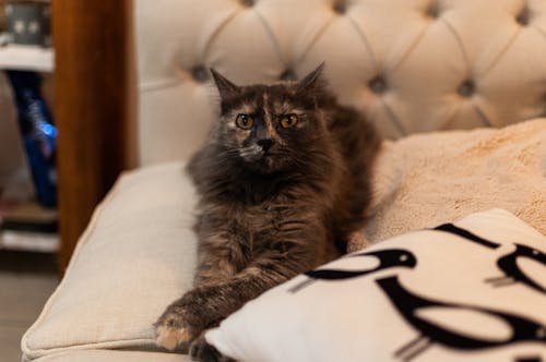 Fotobanka s bezplatnými fotkami na tému mačka, portrét domáceho miláčika