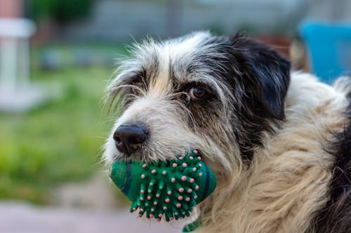 Foto stok gratis anjing, bola, mainan anjing