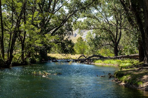 Gratis lagerfoto af flod, fredelig, natur