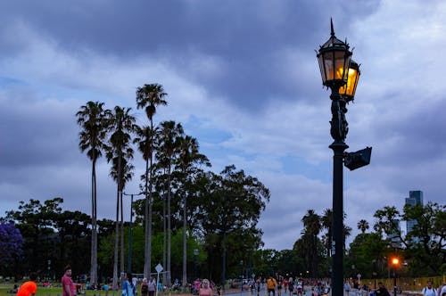 Fotobanka s bezplatnými fotkami na tému pouličné lampy, vysokých stromov