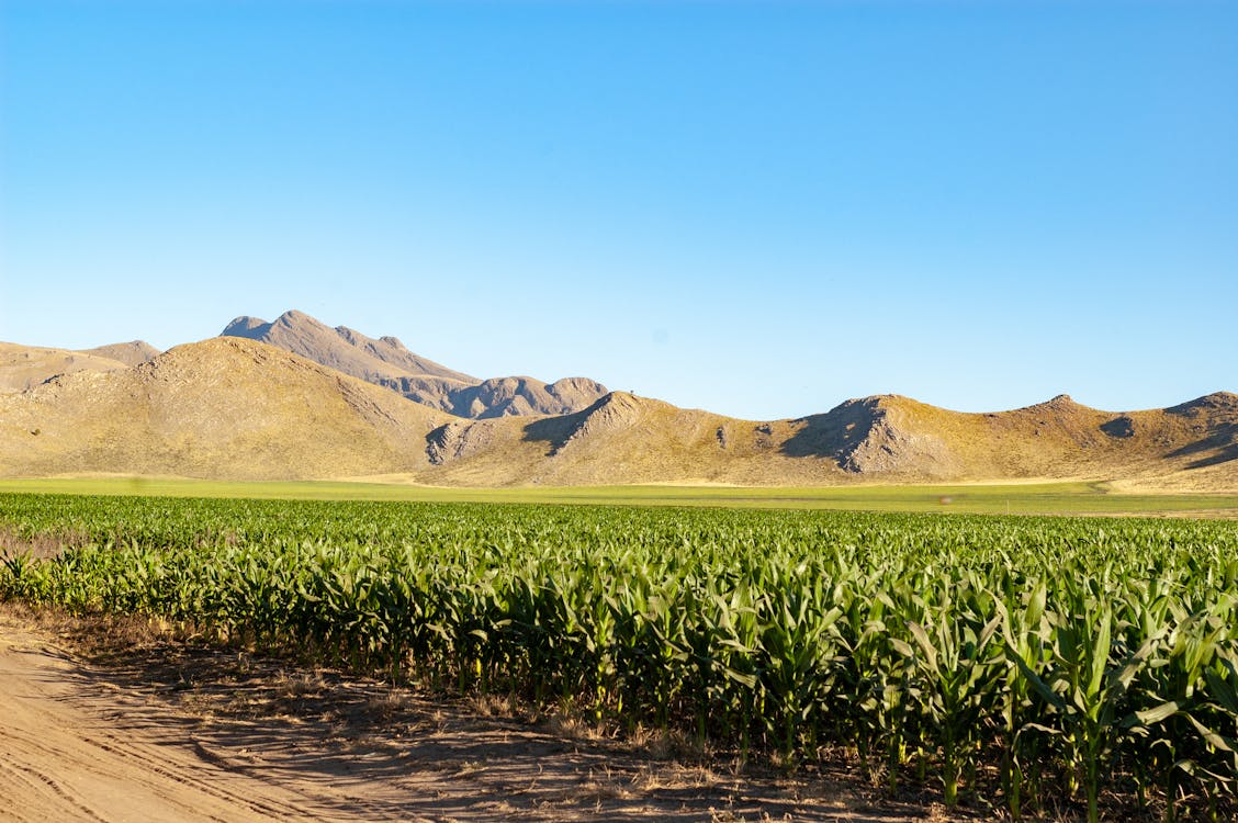 Ingyenes stockfotó dombok, farm, kukoricamező témában