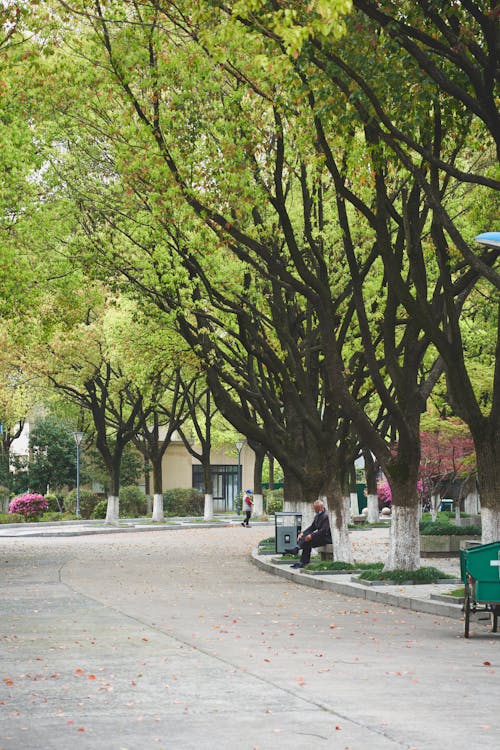 Green Tall Trees on Park 