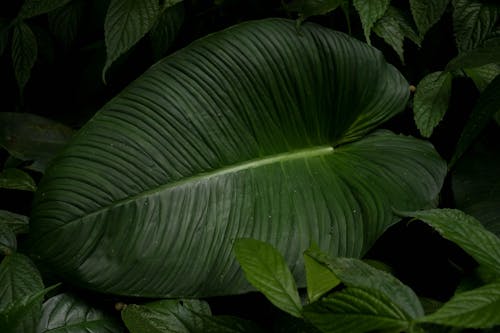 Green Leaves of a Plant