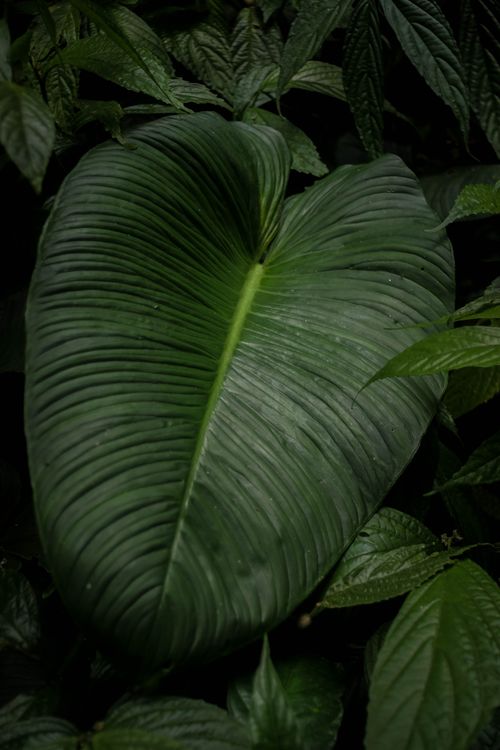 Free A detailed close-up capturing the texture of a lush green tropical leaf in a vertical composition. Stock Photo