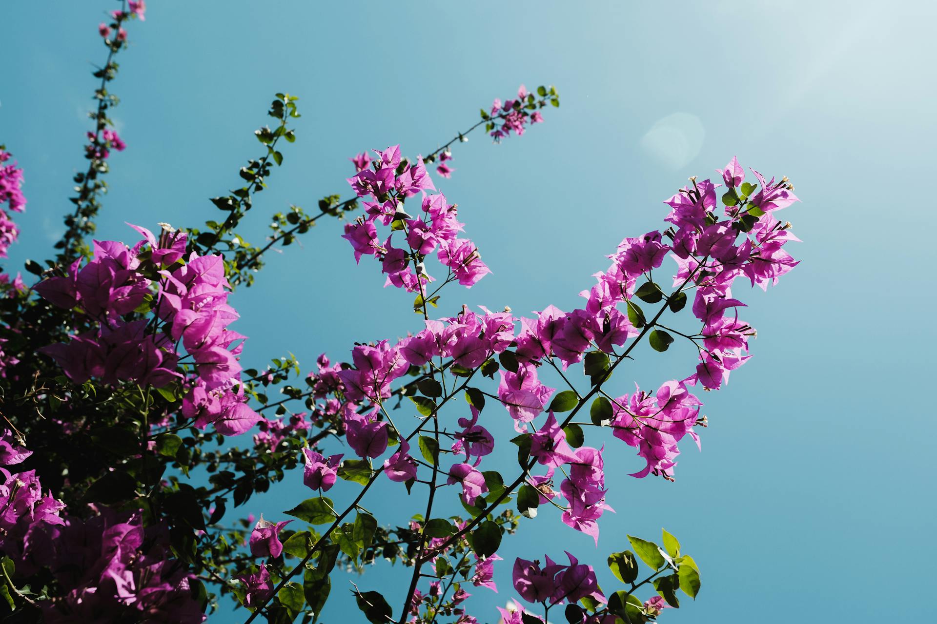 Vivid pink bougainvillea flowers contrasting against a bright blue sky, captured outdoors in Orlando, Florida.