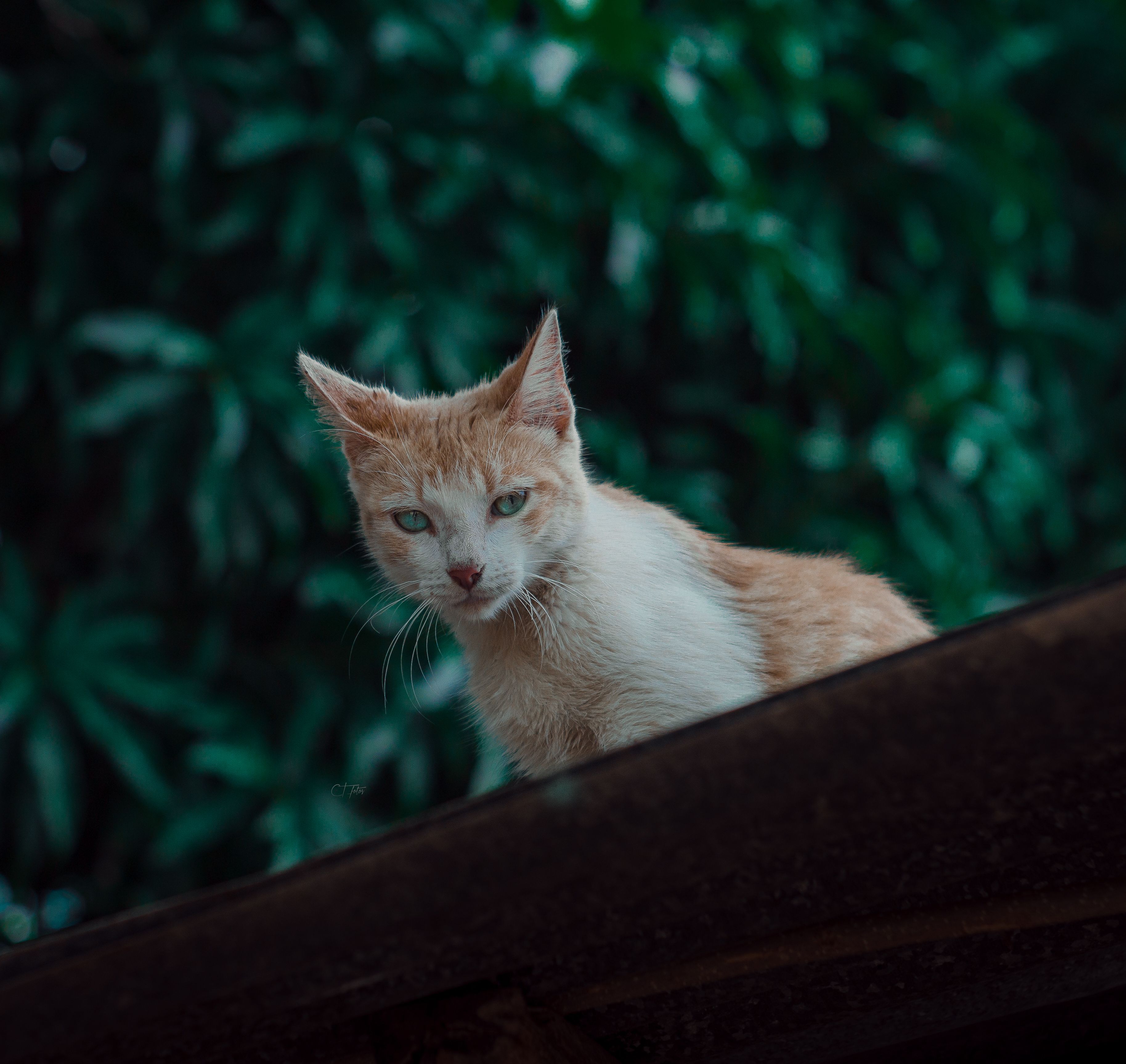 A curious tabby cat sitting on a rooftop against lush green foliage, captured in Casacara, Colombia.