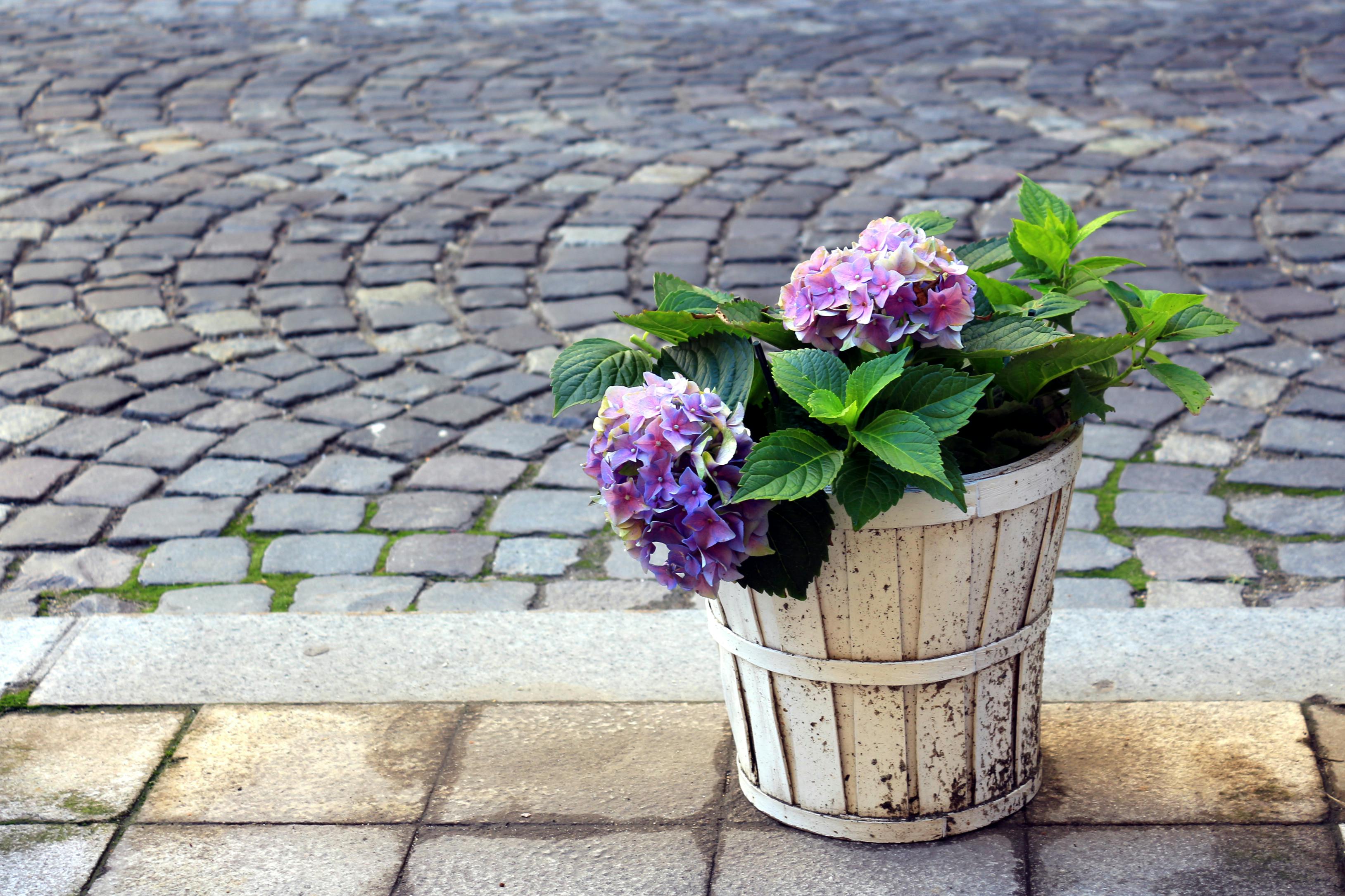 Free stock photo of artistic, beautiful flowers, bricks