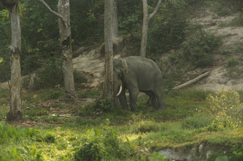 Elephant's head against a Tree 