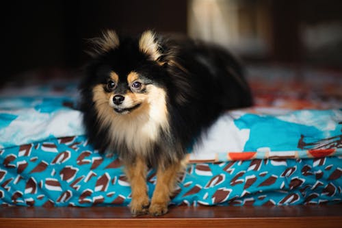 Close-up Photo of Furry Pomeranian 