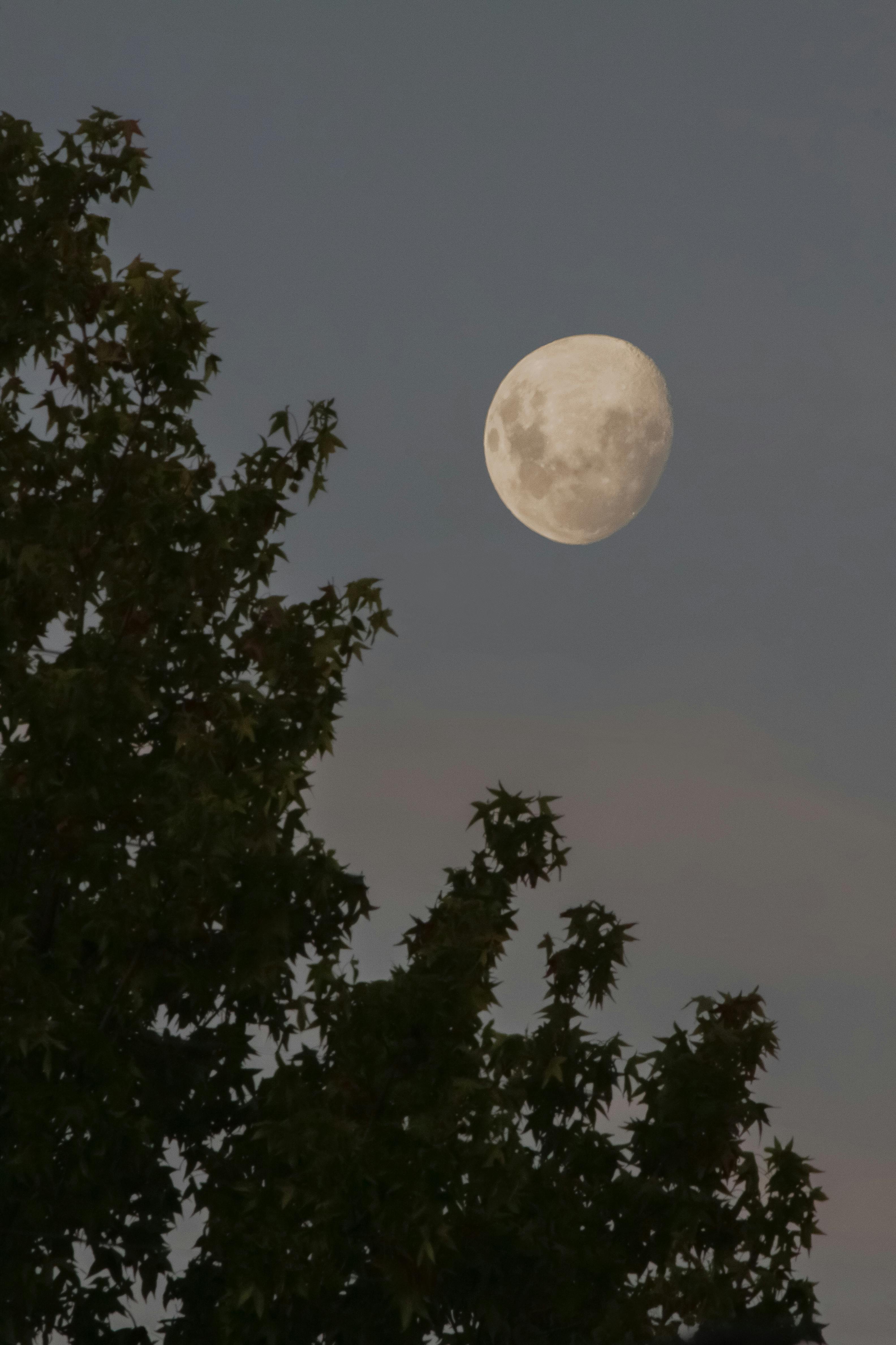 Moon Above Silhouettes of Trees · Free Stock Photo