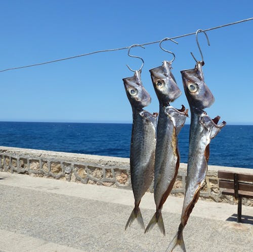 Gratis Immagine gratuita di costa, grecia, pesce Foto a disposizione