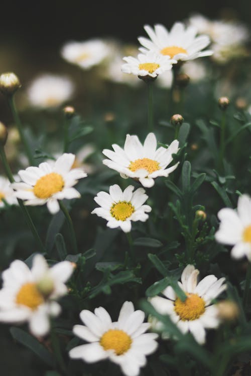 Shallow Focus Photograph of Daisy Flower