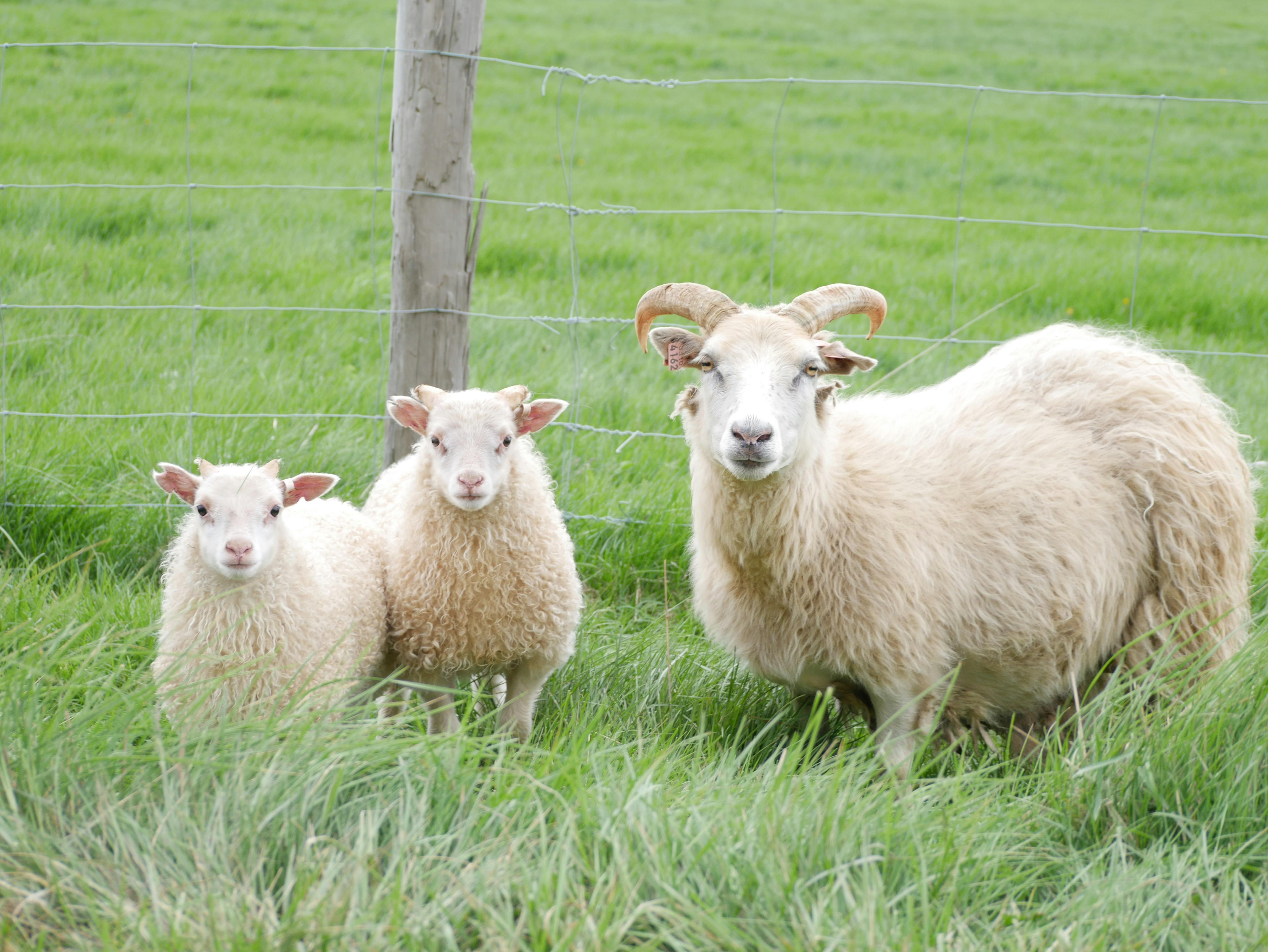 アイスランド 子羊 羊の無料の写真素材