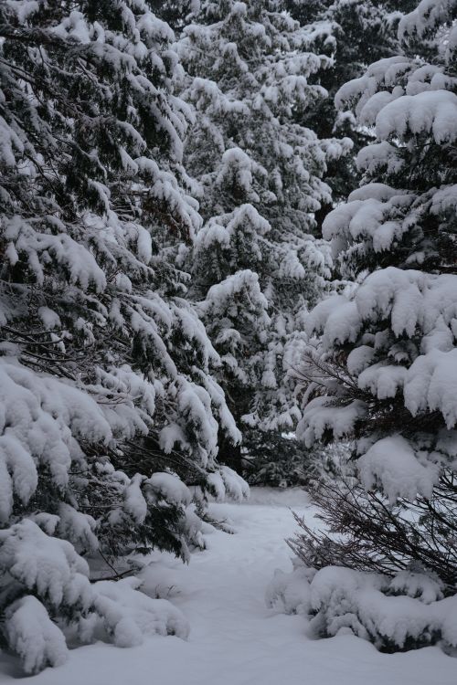 Free A serene winter scene of a snow-blanketed forest path surrounded by dense, snow-laden trees. Stock Photo