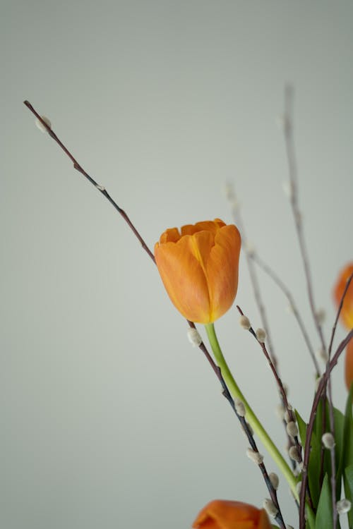 Foto stok gratis berkembang, bunga jeruk, bunga tulip