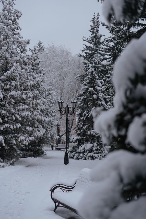 Free Serene snowy landscape with a lamppost and trees, evoking winter tranquility. Stock Photo