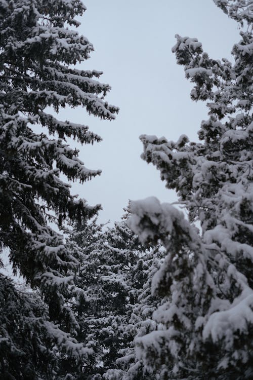 Snow Covered Pine Trees