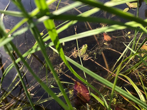 Free stock photo of frog, water