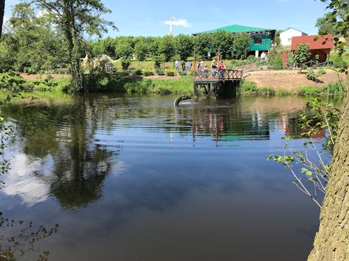 Free stock photo of dino park