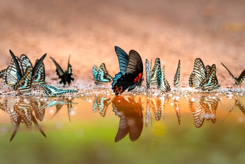 Close Up Photo of Butterflies