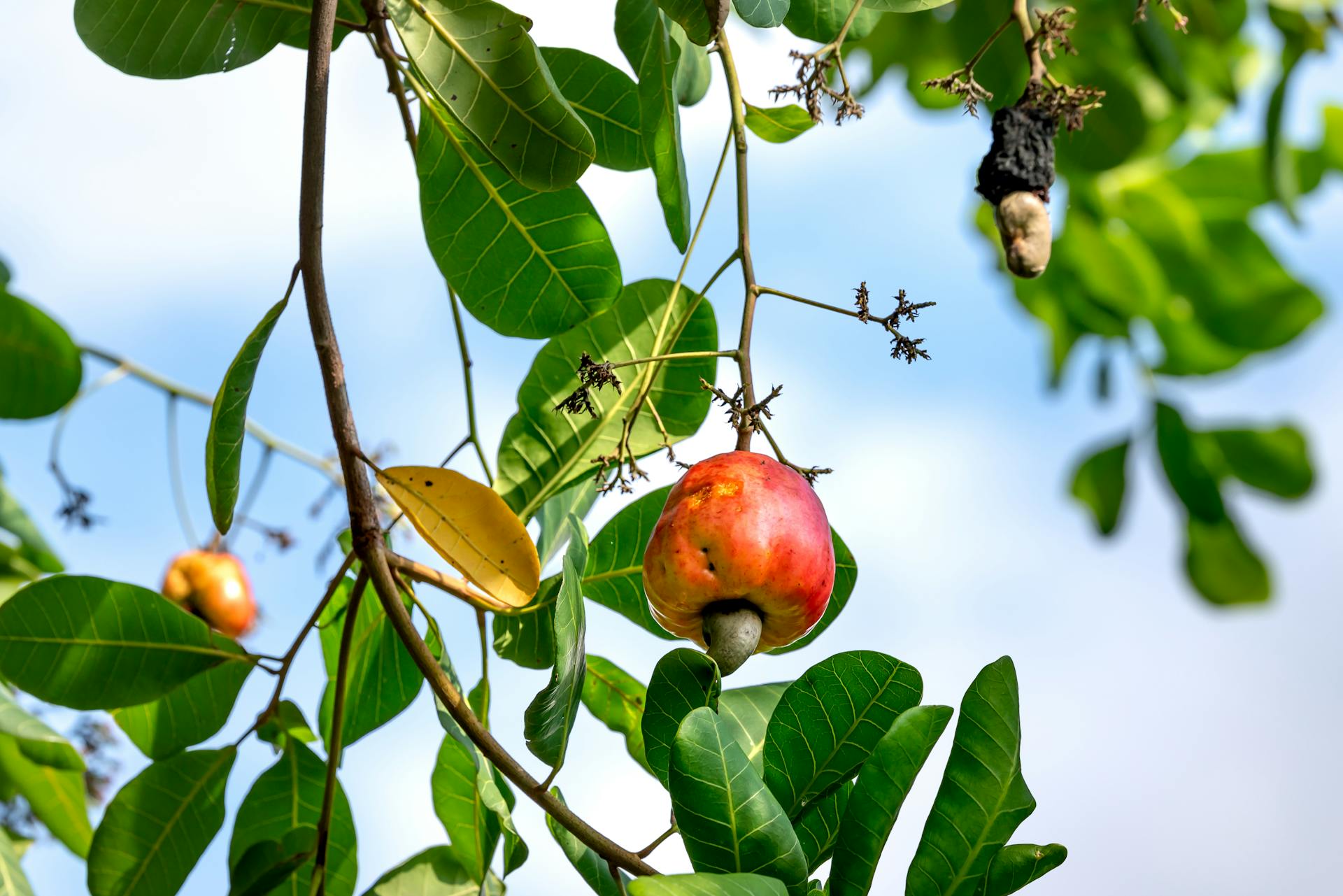 Closeup of a Cashew Nut on a Tree.