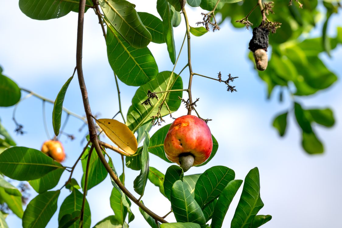 Casu Net Tree Closeup of a Cashew Nut on a Tree. · Free Stock Photo
