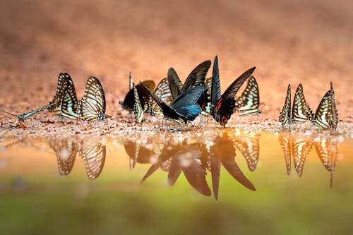 Darmowe zdjęcie z galerii z fotografia owadów, motyle, odbicie