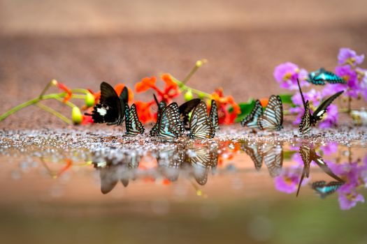 Colorful butterflies on water's edge reflecting among vibrant flowers. Insect photography with depth of field.