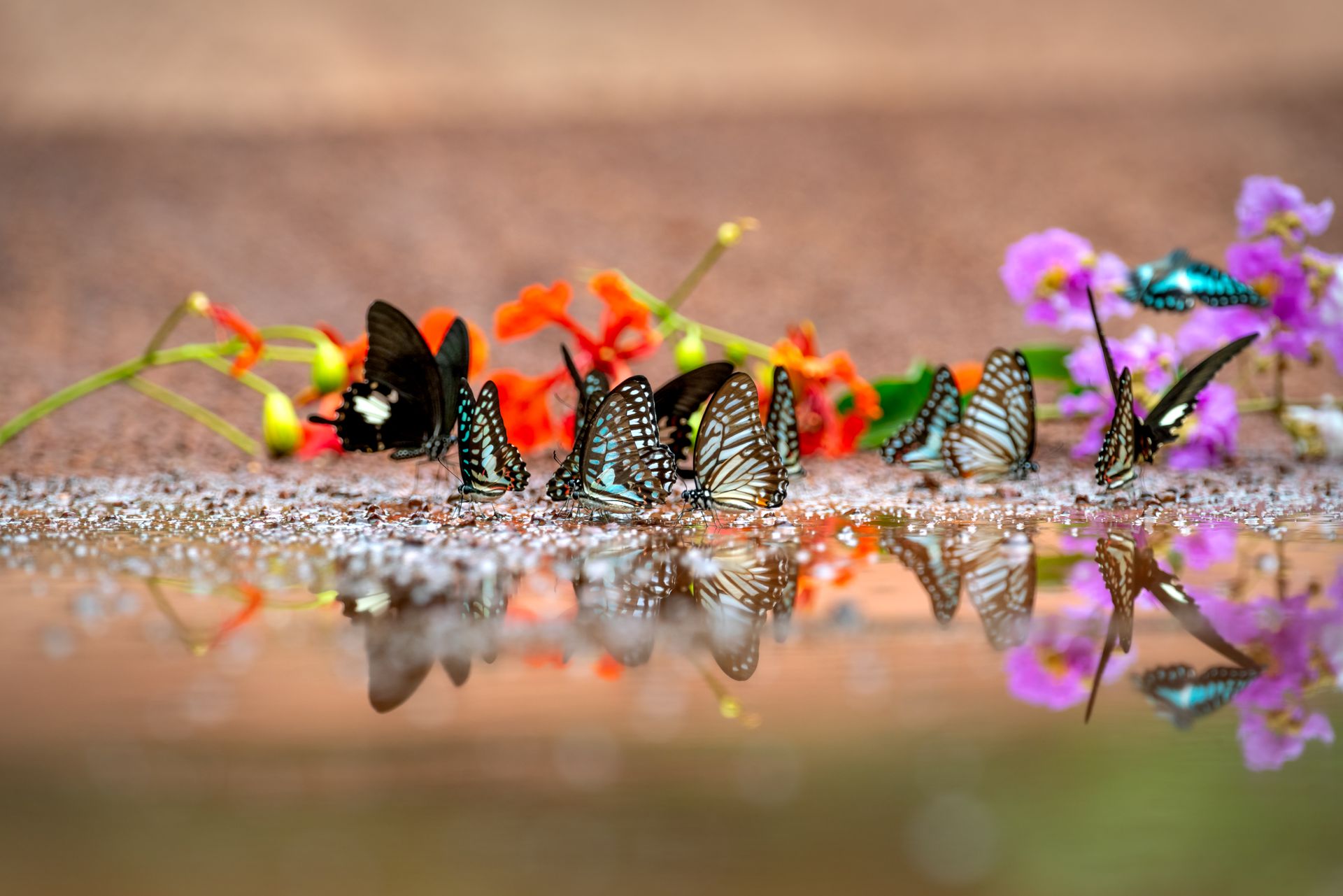 Colorful butterflies on water's edge reflecting among vibrant flowers. Insect photography with depth of field.