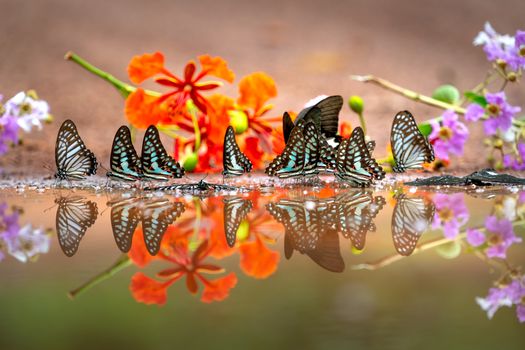 Group of butterflies and vibrant flowers reflecting by a serene pond.
