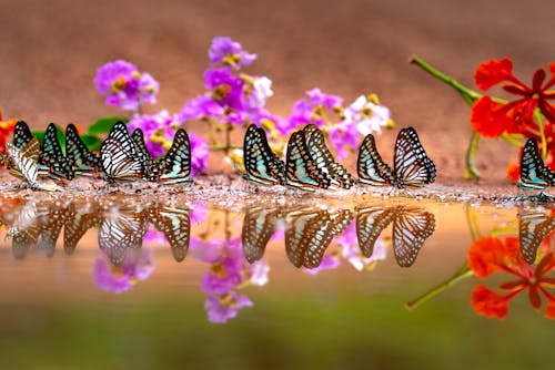 Free Black and White Butterfly on Purple Flower Stock Photo