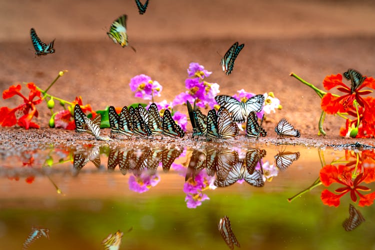 Flying Butterflies Near Water