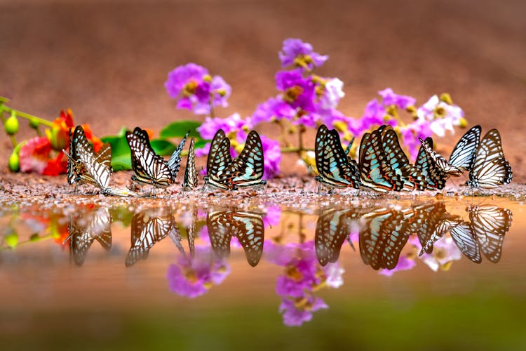 Butterflies On Puddle