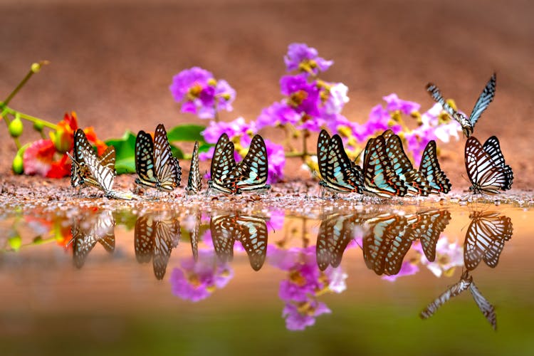 Butterflies On The Water