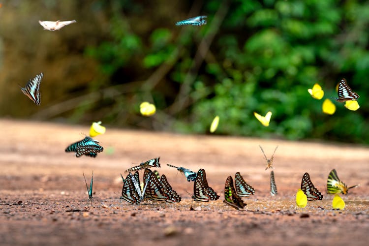 Butterflies On Ground