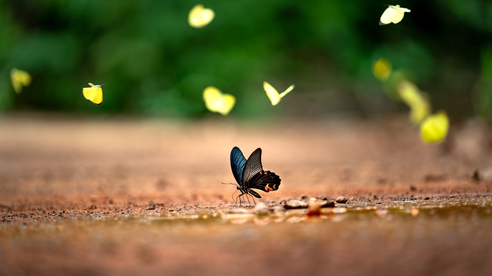 Close up of a butterfly, Togo